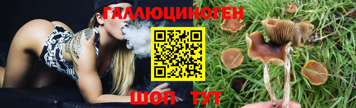 Галлюциногенные грибы Psilocybine cubensis Белая Калитва
